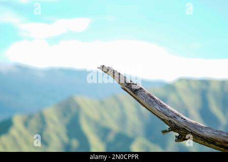 Selektive Nahaufnahme eines toten Astes an einem sonnigen Tag Stockfoto