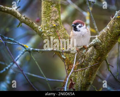 Nahaufnahme eines Spatzen, der auf dem Ast eines sitzt Baum Stockfoto