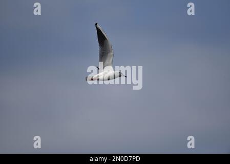 Winter Plumaged Black-Head Gull (Chroicocephalus ridibundus) fliegt von links nach rechts mit Wings Open Up, Top Centre of Image, gegen einen blauen Himmel in Großbritannien Stockfoto