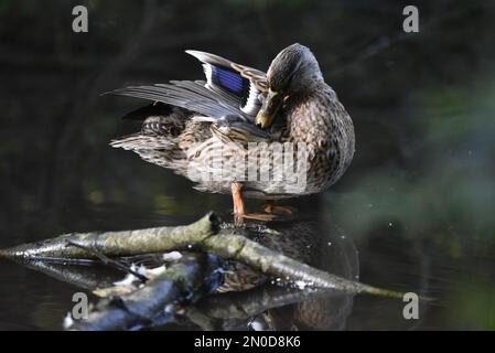 Nahaufnahme einer weiblichen Stockenten (Anas platyrhynchos) auf einem untergetauchten Baumstamm in flachem Wasser, Vorbereiten mit Blue Speculum Showing, Großbritannien Stockfoto