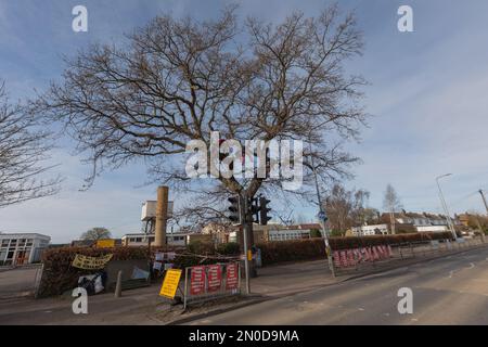 Rochford, Großbritannien. 5. Februar 2023. Demonstranten von Save holt Farm Oak Tree haben ihr Baumlager aus dem Eichenbaum entfernt, auf richterlichen Befehl von Bloor Homes Baufirma. Der Auftrag tritt am 6. Februar 2023 in Kraft und besagt, dass Bloor Homes oder seine Auftragnehmer nicht absichtlich behindert werden dürfen. Die Gruppe hat nun ein kleines Lager gegenüber dem Baum aufgebaut. Die 100 Jahre alte Eiche wird voraussichtlich jederzeit bis zum 16. April 2023 gefällt. Penelope Barritt/Alamy Live News Stockfoto