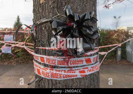 Rochford, Großbritannien. Februar 2023. Die Holt-Farm-Eiche, die in Rochford, Essex, in rot-weißes Band mit einem großen schwarzen Band und roten Akzenten eingewickelt ist, die auf eine Gedenkfeier oder eine Hommage hinweisen. Das Gebiet ist abgesperrt, was auf eine kürzlich durchgeführte polizeiliche Untersuchung oder einen Vorfall hinweist. Demonstranten von Save Holt Farm Oak Tree protestieren, um eine 100 Jahre alte Eiche zu retten. Der Baum wird voraussichtlich bis April 2023 gefällt. Penelope Barritt/Alamy Live News Stockfoto