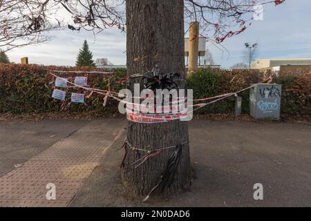 Rochford, Großbritannien. Februar 2023. Der große Baumstamm der Holt Farm Eiche in Rochford, umwickelt mit rot-weißem Warnband, schwarzen Bändern und laminierten Protestzeichen. Die Szene deutet auf Proteste in der Umwelt oder der Bürgerschaft hin, mit städtischer Infrastruktur und Graffitis in der Nähe. Demonstranten von Save Holt Farm Oak Tree protestieren, um eine 100 Jahre alte Eiche zu retten. Der Baum wird voraussichtlich bis April 2023 gefällt. Penelope Barritt/Alamy Live News Stockfoto