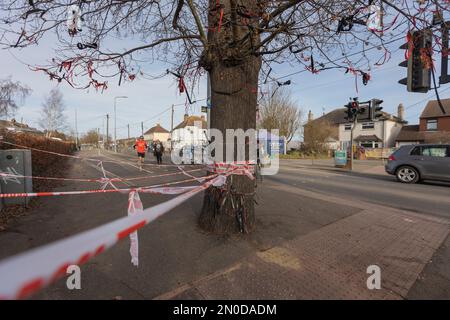 Rochford, Großbritannien. Februar 2023. Die Holt Farm Eiche, die mit rot-weißem Warnband und Bändern umwickelt ist, bildet eine symbolische Barriere an einer Straßenecke in Rochford. Die Szene deutet auf eine Gedenkstätte, einen Protest oder eine Geste des öffentlichen Bewusstseins hin. Demonstranten von Save Holt Farm Oak Tree protestieren, um eine 100 Jahre alte Eiche zu retten. Der Baum wird voraussichtlich bis April 2023 gefällt. Penelope Barritt/Alamy Live News Stockfoto