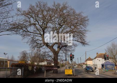 Rochford, Großbritannien. 5. Februar 2023. Demonstranten von Save holt Farm Oak Tree haben ihr Baumlager aus dem Eichenbaum entfernt, auf richterlichen Befehl von Bloor Homes Baufirma. Der Auftrag tritt am 6. Februar 2023 in Kraft und besagt, dass Bloor Homes oder seine Auftragnehmer nicht absichtlich behindert werden dürfen. Die Gruppe hat nun ein kleines Lager gegenüber dem Baum aufgebaut. Die 100 Jahre alte Eiche wird voraussichtlich jederzeit bis zum 16. April 2023 gefällt. Penelope Barritt/Alamy Live News Stockfoto