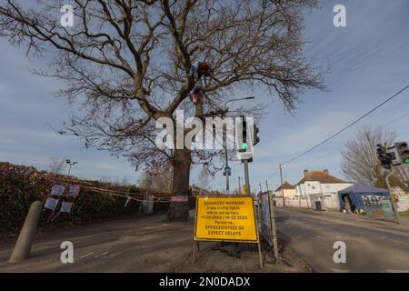 Rochford, Großbritannien. Februar 2023. Die Holt Farm Eiche, in Rochford, Essex, mit Ampeln, Warnband, und ein Vorwarnschild, das auf geplante Arbeiten hinweist. Die Szene spiegelt die koordinierte öffentliche Sicherheit und die Instandhaltung der Infrastruktur wider. Demonstranten von Save Holt Farm Oak Tree protestieren, um eine 100 Jahre alte Eiche zu retten. Der Baum wird voraussichtlich bis April 2023 gefällt. Penelope Barritt/Alamy Live News Stockfoto