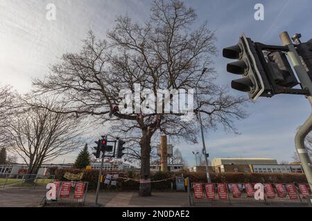 Rochford, Großbritannien. Februar 2023. Blattloser Baum, die Holt Farm-Eiche, umringt von Warnstreifen und Schildern an der Kreuzung der Rochford Street, was auf Umweltproteste oder Bürgerinterventionen hindeutet. Ampeln und institutionelle Gebäude bilden den Rahmen. Demonstranten von Save Holt Farm Oak Tree protestieren, um eine 100 Jahre alte Eiche zu retten. Der Baum wird voraussichtlich bis April 2023 gefällt. Penelope Barritt/Alamy Live News Stockfoto