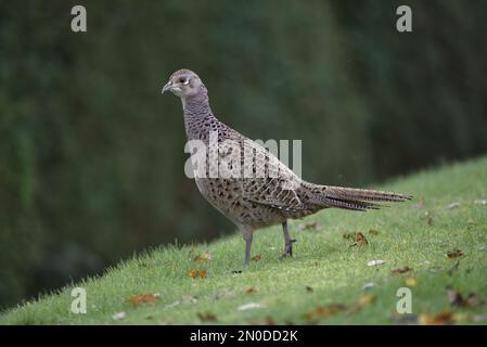 Weiblicher Gemeiner Fasan (Phasianus colchicus), der im linken Profil auf dem Gras steht und in Mittelwales nach links vom Bild vor einem grünen Hecken-Hintergrund schaut Stockfoto