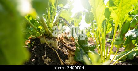 Zuckerrüben auf einem Feld aus der Nähe Stockfoto