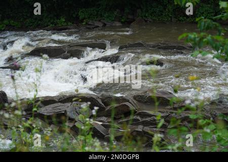 Podkarpacie, Sommer, Juli, San River, rauschendes Wasser zwischen Steinen in einem Bergfluss Stockfoto