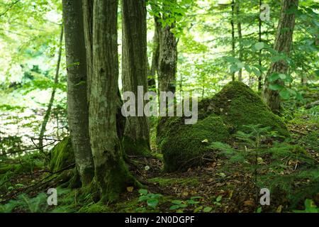 Podkarpacie, Sommer, Juli, San River, moosbedeckter Felsen in einem Laubwald an einem Flussufer Stockfoto
