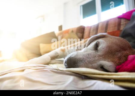 Der alte Beagle-Hund, der nach operativer Operation auf der Couch schläft. Der Raum wird von Sonnenstrahlen beleuchtet, die durch das Fenster hereinkommen Stockfoto