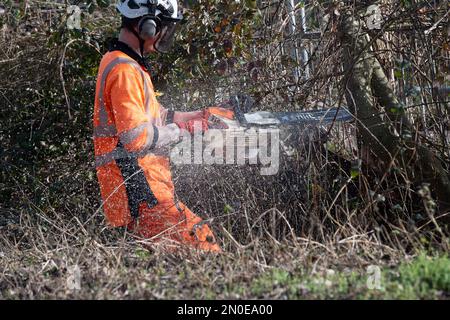 Hartwell, Aylesbury, Großbritannien. 5. Februar 2023. Heute HS2 Bäume Fällen. HS2 haben heute noch mehr Bäume gefällt, neben der A418 in Hartwell, Aylesbury. HS2 haben Tausende von Bäumen entlang der Strecke der Hochgeschwindigkeitsbahn 2 von London nach Birmingham zerstört. HS2 hat verheerende Auswirkungen auf die Lebensräume und Wälder der Tierwelt in Buckinghamshire. Kredit: Maureen McLean/Alamy Live News Stockfoto