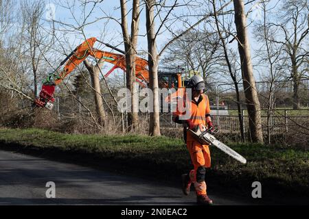 Hartwell, Aylesbury, Großbritannien. 5. Februar 2023. Heute HS2 Bäume Fällen. HS2 haben heute noch mehr Bäume gefällt, neben der A418 in Hartwell, Aylesbury. HS2 haben Tausende von Bäumen entlang der Strecke der Hochgeschwindigkeitsbahn 2 von London nach Birmingham zerstört. HS2 hat verheerende Auswirkungen auf die Lebensräume und Wälder der Tierwelt in Buckinghamshire. Kredit: Maureen McLean/Alamy Live News Stockfoto