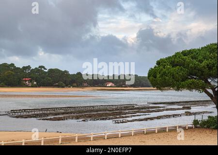 Der See Lac d'Hossegor ist der einzige Ort im Departement Landes, wo Austern angebaut werden; Südwestfrankreich Stockfoto