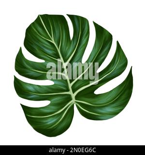 Tropische Dschungelpalmen Monstera-Blätter. Realistische handgezeichnete Illustration. Isoliert auf weiß Stockfoto