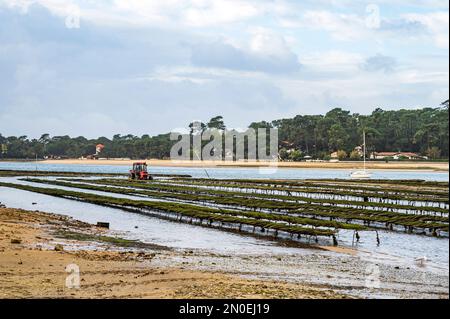 Der See Lac d'Hossegor ist der einzige Ort im Departement Landes, wo Austern angebaut werden; Südwestfrankreich Stockfoto