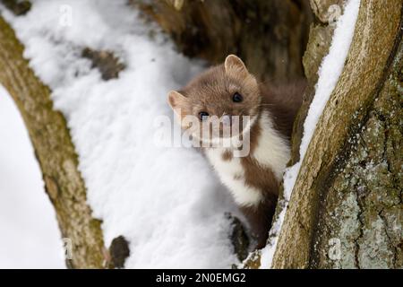 Der Marder läuft auf dem neu gefallenen Schnee und klettert in die Baumhohle. Stockfoto
