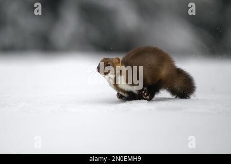 Der Marder läuft auf dem neu gefallenen Schnee und klettert in die Baumhohle. Stockfoto