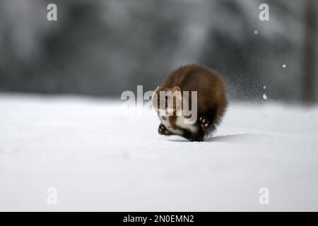 Der Marder läuft auf dem neu gefallenen Schnee und klettert in die Baumhohle. Stockfoto