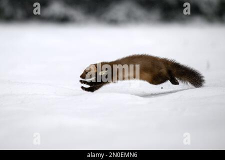 Der Marder läuft auf dem neu gefallenen Schnee und klettert in die Baumhohle. Stockfoto