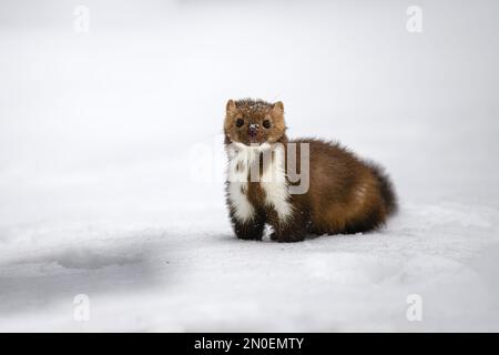 Der Marder läuft auf dem neu gefallenen Schnee und klettert in die Baumhohle. Stockfoto