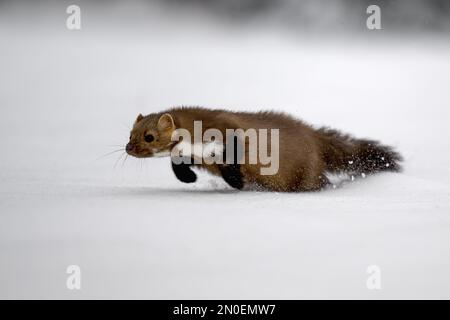 Der Marder läuft auf dem neu gefallenen Schnee und klettert in die Baumhohle. Stockfoto