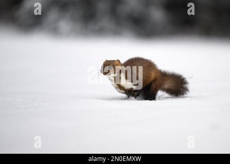 Der Marder läuft auf dem neu gefallenen Schnee und klettert in die Baumhohle. Stockfoto