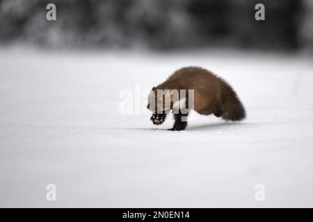 Der Marder läuft auf dem neu gefallenen Schnee und klettert in die Baumhohle. Stockfoto