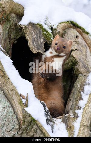 Der Marder läuft auf dem neu gefallenen Schnee und klettert in die Baumhohle. Stockfoto
