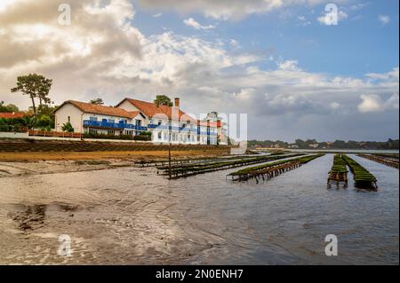 Der See Lac d'Hossegor ist der einzige Ort im Departement Landes, wo Austern angebaut werden; Südwestfrankreich Stockfoto