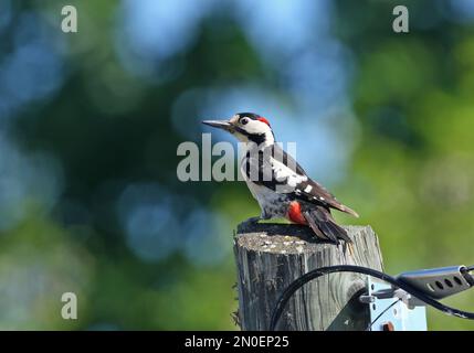 Syrischer Woodpecker (Dendrocopus syriacus), männlicher Erwachsener, der auf dem Kraftpfosten Ungarns sitzt Mai Stockfoto