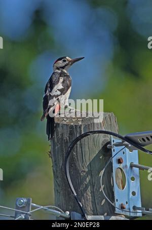 Syrischer Woodpecker (Dendrocopus syriacus), männlicher Erwachsener, der auf dem Kraftpfosten Ungarns sitzt Mai Stockfoto