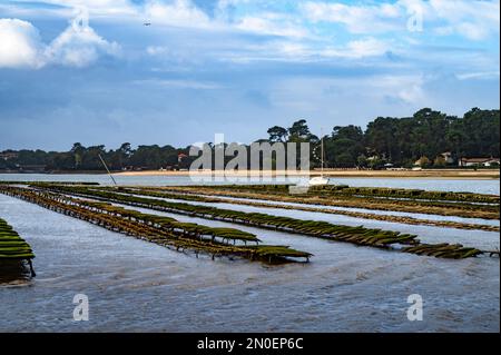 Der See Lac d'Hossegor ist der einzige Ort im Departement Landes, wo Austern angebaut werden; Südwestfrankreich Stockfoto