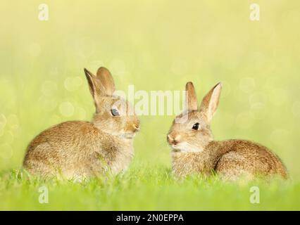 Nahaufnahme von zwei niedlichen kleinen Kaninchen, die auf der Wiese in Großbritannien sitzen. Stockfoto