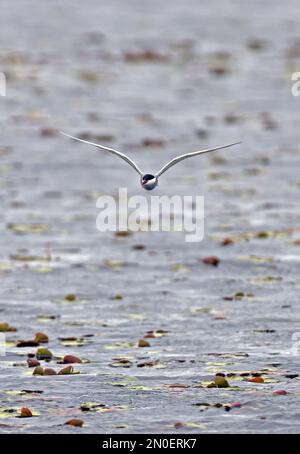 Geflüsterte Tern (Chlidonias hybridus), Erwachsener, der über einen Fischteich im Regen Hortobagy, Ungarn fliegt Mai Stockfoto