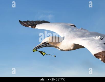 Nahaufnahme eines nördlichen Gannet (Morus bassana) im Flug mit Nestmaterial, Großbritannien. Stockfoto