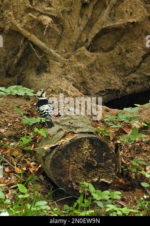 Woodpecker mit weißem Rücken (Dendrocopos leucotos leucotos), männliche Fütterung auf gefallenen Baumstumpfen in den Hügeln von Zemplen, Ungarn Mai Stockfoto