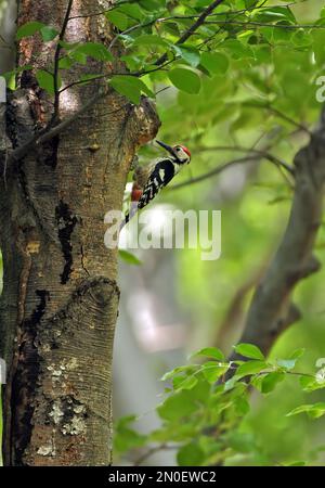Woodpecker mit weißem Rücken (Dendrocopos leucotos leucotos), männlicher Besucher des Nestlochs Zemplen Hills, Ungarn Mai Stockfoto