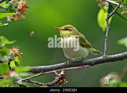 Wood Warbler (Phylloscopus sibilatrix) Erwachsener auf dem Zweig Zemplen Hills, Ungarn Mai Stockfoto