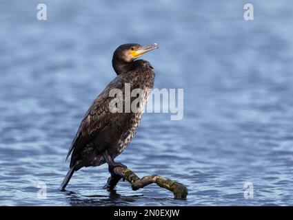 Nahaufnahme eines großen Kormorans auf einem Ast in einem Teich, Großbritannien. Stockfoto