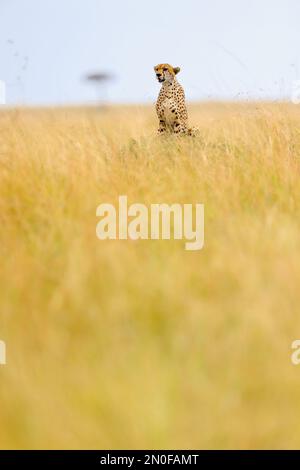 Afrikanischer Gepard in Masai Mara National Reserve Kenia Afrika Stockfoto