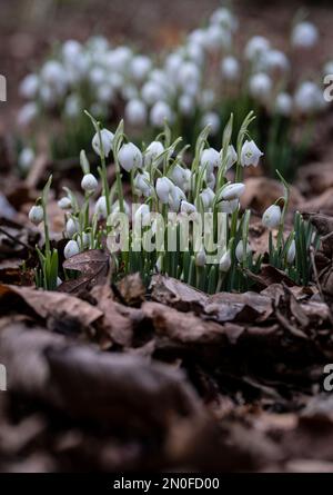 Im Spätwinter in Worcestershire, England, brechen zarte Schneeflocken durch ein Bett verrottender Blätter auf dem Waldboden. Stockfoto