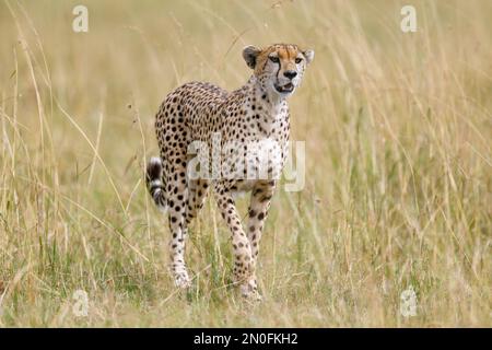 Afrikanischer Gepard in Masai Mara National Reserve Kenia Afrika Stockfoto