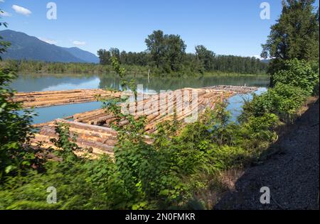 Wir schneiden die Baumstämme, die flussabwärts zu den Holzmühlen fließen Stockfoto