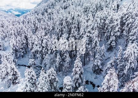 Winterwald mit schneebedeckten Bergbäumen. Verschneiter immergrüner Fichtenwald. Alpenlandschaft. Urlaub, Reise, Natur und Tourismuskonzept. Stockfoto