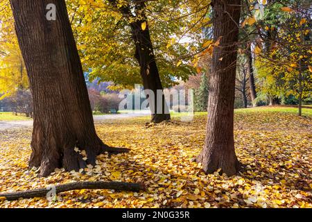 Blick auf die Natur an sonnigen Tagen mit Parkbäumen und herbstgefallenen gelben Baumblättern Stockfoto