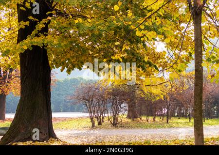 Blick auf die Natur an sonnigen Tagen mit Parkbäumen und herbstgefallenen gelben Baumblättern Stockfoto