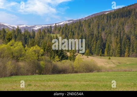 Ländliche Landschaft mit bewaldeten Hügeln. Fichten im Tal. Buchenbäume in den fernen Hügeln. Schneebedeckte Oberteile unter einem blauen, hellen Himmel Stockfoto