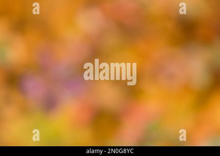 Natürliche, kräftige Farben Gelb und Orange aus einem verschwommenen Foto von Blättern und Büschen im Herbst zur Verwendung als Hintergrund und Kopierbereich Stockfoto